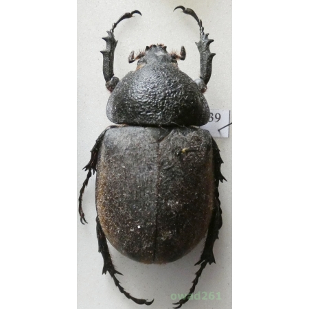 Chalcosoma atlas (Linnaeus, 1758) female Indonesia, Sulawesi 53mm39